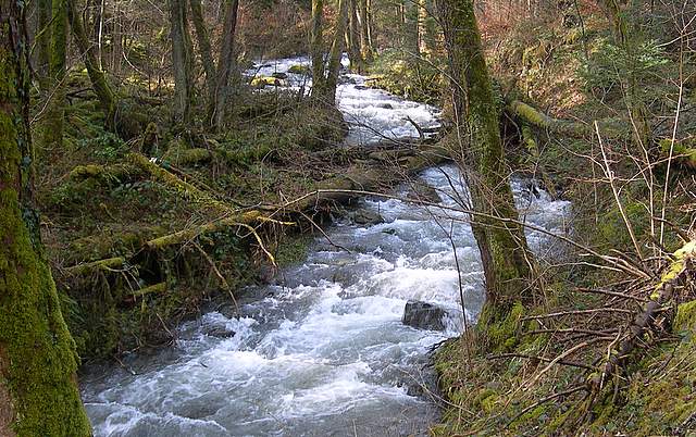 Il Risveglio dei Funghi